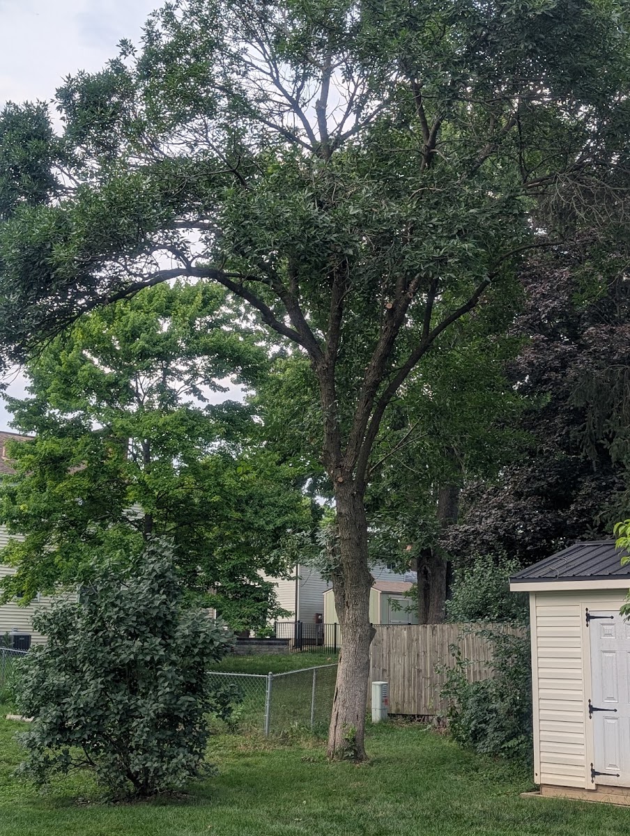 Sykes Tree Service