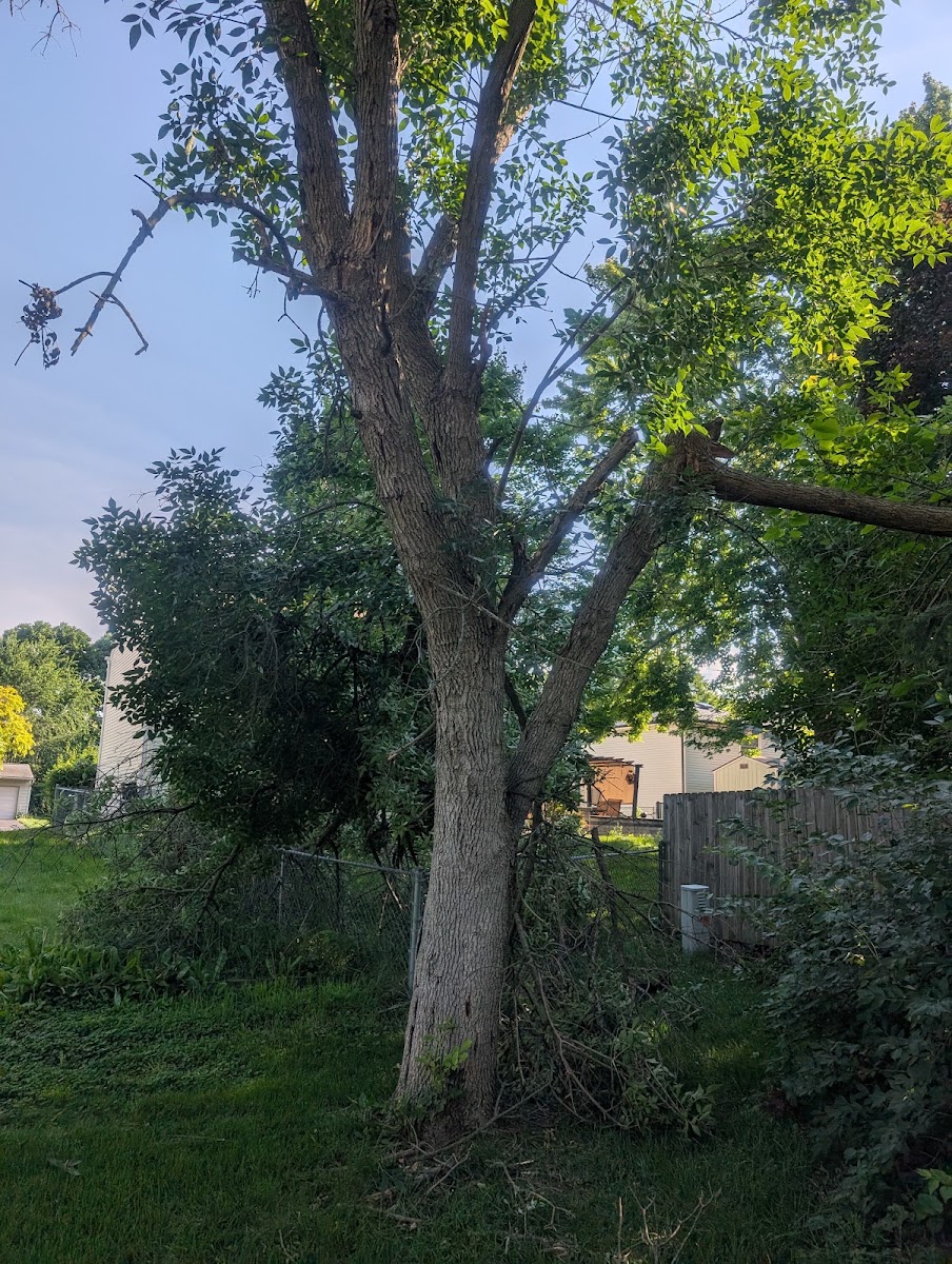 Sykes Tree Service